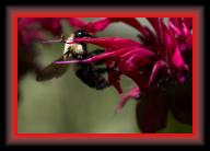 bzzzz _MG_9747 * 3504 x 2332 * (4.42MB)